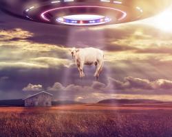 UFO stealing a cow