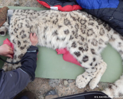 Collared snow leopard in Kyrgyzstan 