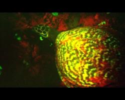 EXCLUSIVE: "Glowing" Sea Turtle Discovered