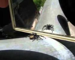 Jumping spider shadowboxes against mirror image