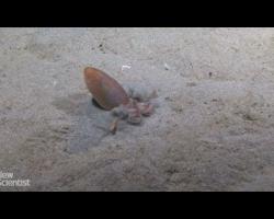 Octopus makes its own quicksand then vanishes inside