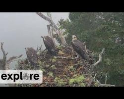 Eagle Snatches Osprey Chick - Warning! Graphic content