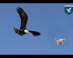 Short Teaser Guard From Above HD | Birds of prey to intercept hostile drones