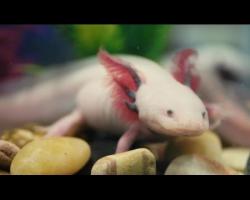 Absurd Creatures | This Salamander Could Teach Humans How to Regrow Limbs