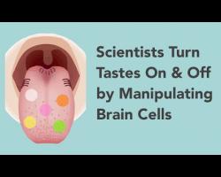 Scientists Turn Tastes On and Off by Manipulating Brain Cells
