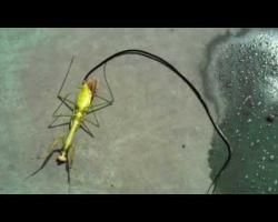 Guy kills a zombie praying mantis, revealing a huge parasite living inside