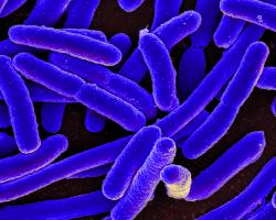 Microscopy of E. coli bacteria