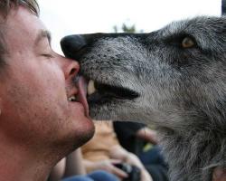 Wolf licks a man's face