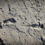Ancient Human Ancestor Was One Tall Dude, His Footprints Say