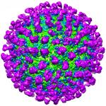 C10 antibody (purple) visualized to be interacting with the Zika virus coat (green). CREDIT: Victor Kostyuchenko, Duke-NUS Medical School