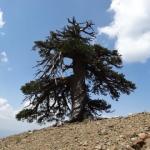 Adonis, the oldest tree in Europe