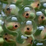 Treefrog eggs