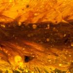 Amber Specimen Offers Rare Glimpse of Feathered Dinosaur Tail
