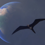 Frigate bird in flight