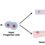 Researchers use stem cells to regenerate the external layer of a human heart