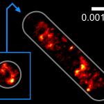 Optical tractor beam traps bacteria