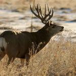 Rudolph&#039;s antlers inspire next generation of unbreakable materials