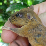 An earthworm mouse from the Philippine island of Luzon