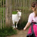 Goat looking at little girl