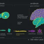 Lamprey gene helps scientists discover how the human brain appeared
